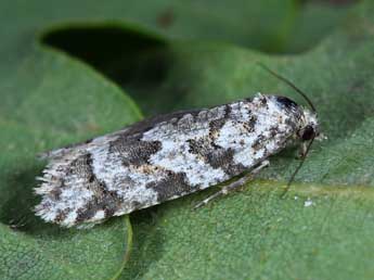 Cnephasia heinemanni Obraztsov adulte - Michel Billard