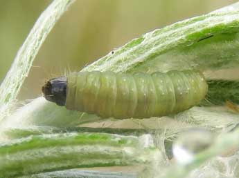  Chenille de Lobesia helichrysana Rag. - ©Ruben Meert