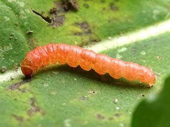  Chenille de Epiblema hepaticana Tr. - Philippe Mottet