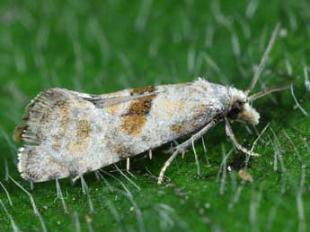 Cochylidia heydeniana H.-S. adulte - ©Michel Billard