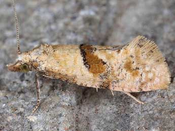 Cochylidia heydeniana H.-S. adulte - ©Horst Pichler