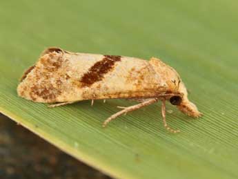 Cochylimorpha hilarana H.-S. adulte - Lionel Taurand