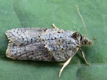 Acleris hippophaeana Heyd. adulte - Ruben Meert