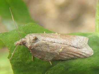 Acleris hippophaeana Heyd. adulte - Ruben Meert