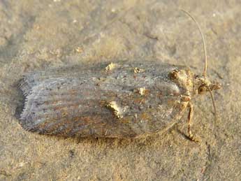 Acleris hippophaeana Heyd. adulte - Ruben Meert