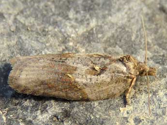 Acleris hippophaeana Heyd. adulte - ©Ruben Meert