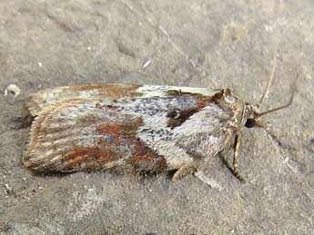 Acleris hippophaeana Heyd. adulte - ©Ruben Meert