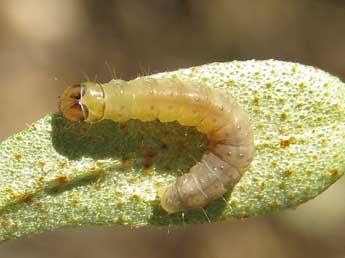  Chenille de Acleris hippophaeana Heyd. - Ruben Meert