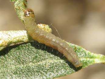  Chenille de Acleris hippophaeana Heyd. - Ruben Meert