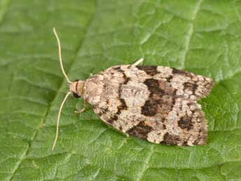 Dichelia histrionana Frl. adulte - ©Philippe Mothiron