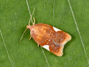 Acleris holmiana L. adulte - Philippe Mothiron