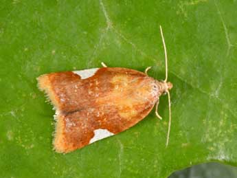 Acleris holmiana L. adulte - ©Philippe Mothiron