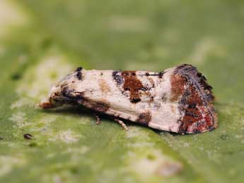 Cochylis hybridella Hb. adulte - Lionel Taurand