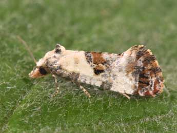 Cochylis hybridella Hb. adulte - Philippe Mothiron