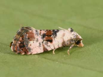 Cochylis hybridella Hb. adulte - Philippe Mothiron