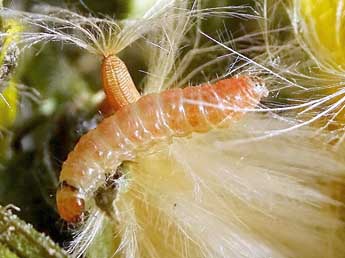  Chenille de Cochylis hybridella Hb. - ©Philippe Mottet