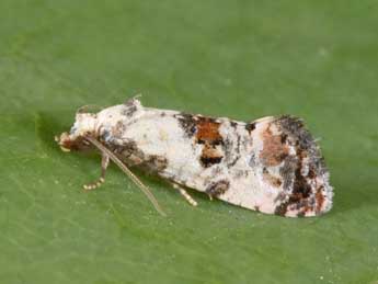 Cochylis hybridella Hb. adulte - ©Philippe Mothiron