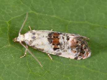 Cochylis hybridella Hb. adulte - ©Philippe Mothiron