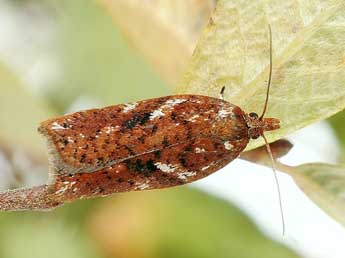 Acleris hyemana Hw. adulte - Friedmar Graf