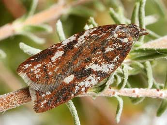 Acleris hyemana Hw. adulte - Friedmar Graf