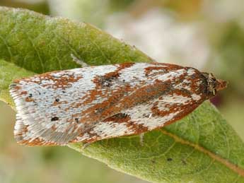 Acleris hyemana Hw. adulte - Friedmar Graf