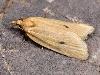 Avaria hyerana Mill. adulte - ©Paolo Mazzei