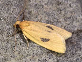 Avaria hyerana Mill. adulte - ©Paolo Mazzei