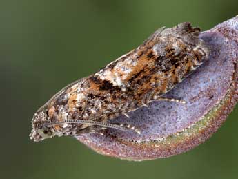 Epinotia immundana Fisch. adulte - ©Patrick Clement