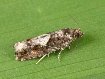 Epinotia immundana Fisch. adulte - ©Philippe Mothiron