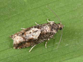 Epinotia immundana Fisch. adulte - ©Philippe Mothiron