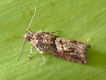 Epinotia immundana Fisch. adulte - ©Philippe Mothiron