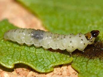  Chenille de Gypsonoma imparana Mll.-Rtz - Edith Grange