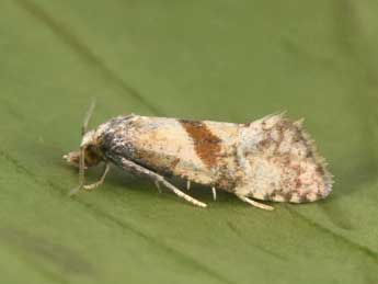 Cochylidia implicitana Wocke adulte - Philippe Mothiron