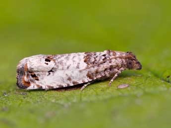 Notocelia incarnatana Hb. adulte - ©Lionel Taurand