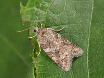 Cnephasia incertana Tr. adulte - Philippe Mothiron