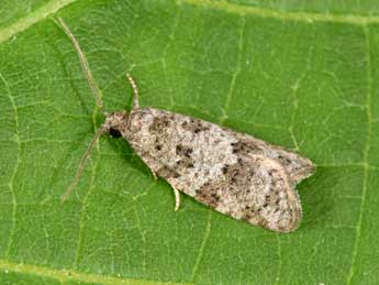 Cnephasia incertana Tr. adulte - Philippe Mothiron