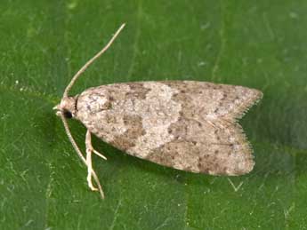 Cnephasia incertana Tr. adulte - Philippe Mothiron