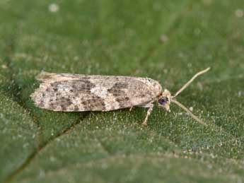 Cnephasia incertana Tr. adulte - Philippe Mothiron