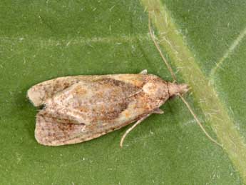 Phtheochroa inopiana Hw. adulte - Philippe Mothiron