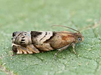 Cydia interscindana Mschl. adulte - ©Lionel Taurand