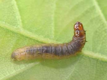  Chenille de Zeiraphera isertana F. - ©Philippe Mothiron