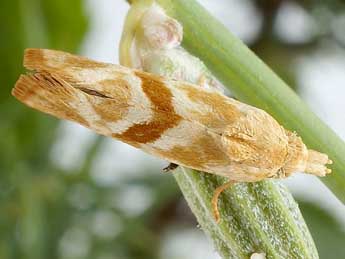 Cochylimorpha jucundana Tr. adulte - Friedmar Graf