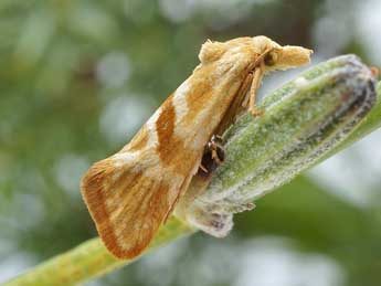 Cochylimorpha jucundana Tr. adulte - Friedmar Graf