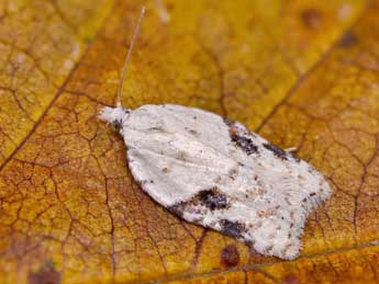 Acleris kochiella Gze adulte - ©Lionel Taurand