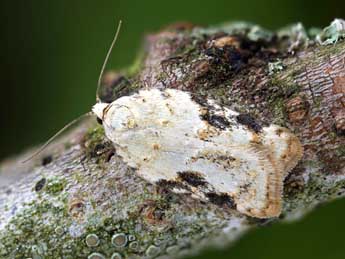 Acleris kochiella Gze adulte - ©Patrick Clement