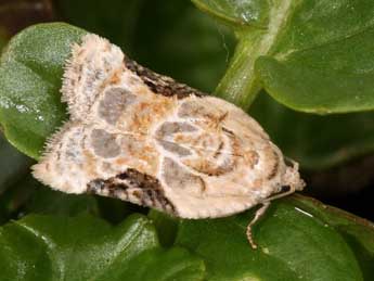 Acleris lacordairana Dup. adulte - ©Daniel Morel