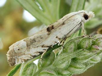 Eucosma lacteana Tr. adulte - ©Friedmar Graf