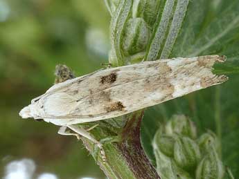 Eucosma lacteana Tr. adulte - ©Friedmar Graf