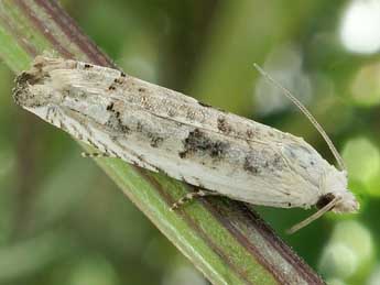 Eucosma lacteana Tr. adulte - ©Friedmar Graf