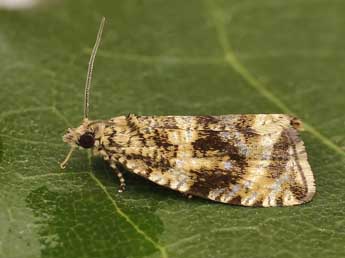 Celypha lacunana D. & S. adulte - ©Lionel Taurand